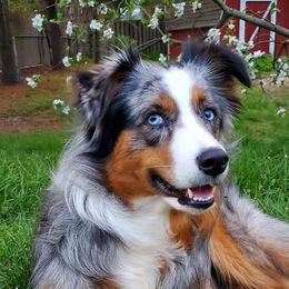 Gypsy - Australian Shepherd