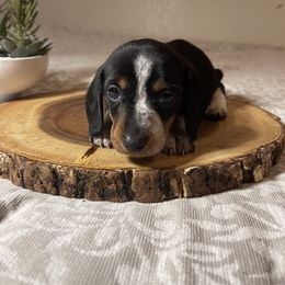 Dachshund Puppies from DachshyVerse