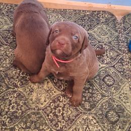 Pink - Brown female Chesapeake Bay Retriever puppy in De Forest, Wisconsin from Rennocks Top Of The Marsh Chesapeake Bay Retrievers
