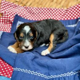Yellow - Tri-color female Bernedoodle puppy in Hesperia, Michigan from Red Acres Poodles & Doodles
