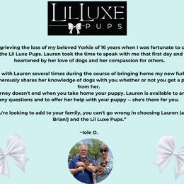 Morkie and Shorkie Puppies from Lil Luxe Pups