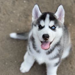 Siberian Husky Puppies from Antler Creek Siberians