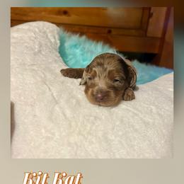 Kit Kat - Chocolate and tan female Dachshund puppy in Louisa, Kentucky from Mini Doxies of Eastern KY