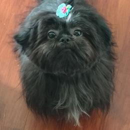 Blanche - Shih Tzu