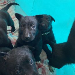 Belgian Malinois and Working Cross Puppies from L G Kennels