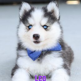 Leo - Black and white male Pomsky puppy in Humeston, Iowa from M.A.R. Dogs
