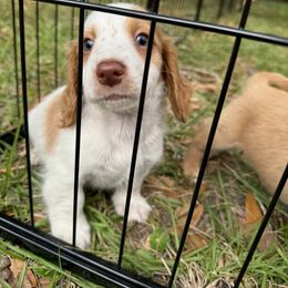 Chihuahua and Dachshund Puppies from Little Pawz, LLC
