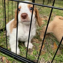 Chihuahua and Dachshund Puppies from Little Pawz, LLC