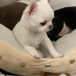 Chihuahua Puppies from Stardom Chihuahuas