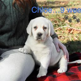 Chloe - Labrador Retriever puppy in Maryville, Tennessee from Heart of Wild Mountain Labrador’s Retrievers