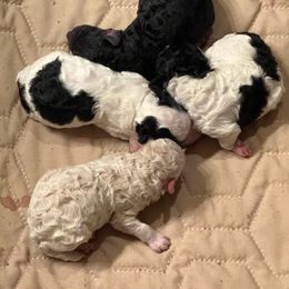 English Springer Spaniel and Poodle Puppies from SmoknCedar Toy Poodles