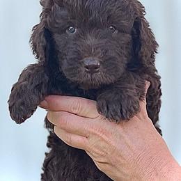 Ms Aimee - Chocolate female Assorted Doodle Crosses puppy in Kansas City, Missouri from Beary GoldenDoodles