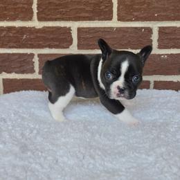 Boy 2 - Black and white male French Bulldog puppy in Gloster, Mississippi from Donna's French Bulldogs