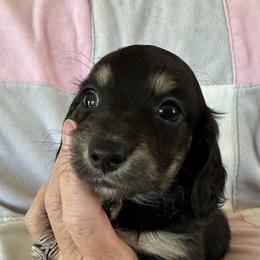 Levi - Black and cream male Dachshund puppy in Griffin, Georgia from Always Trippin' Doxie Life