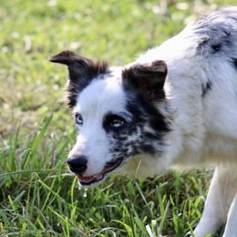 Blue - Border Collie