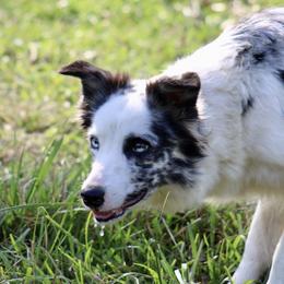 Blue - Border Collie