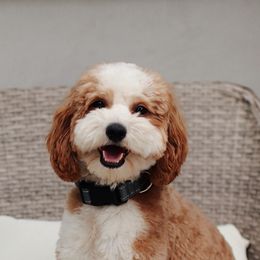 Romeo - Goldendoodle