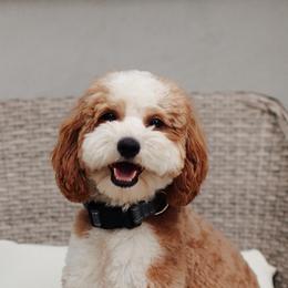 Romeo - Goldendoodle