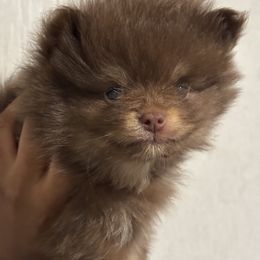 Pomeranian Puppies from Tea-Cake Pomeranians of The Carolinas