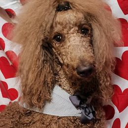 Poodle All Grown Up from Mn Poodles with Standards