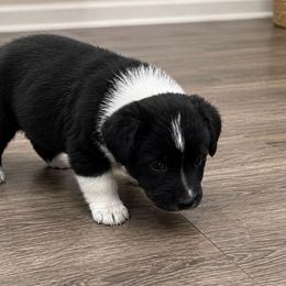 Chance - Black and white male Cardigan Welsh Corgi puppy in Kerens, West Virginia from Leather & Lace