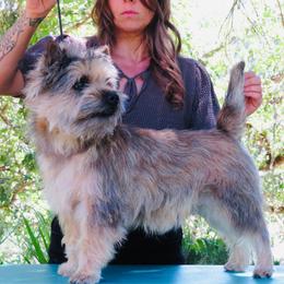King - Cairn Terrier