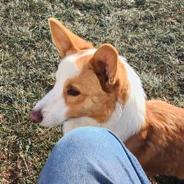 Starlight - Cardigan Welsh Corgi puppy from Pondside Kennels