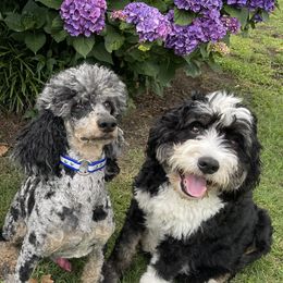 Bernedoodle puppies from Luv My Doodle