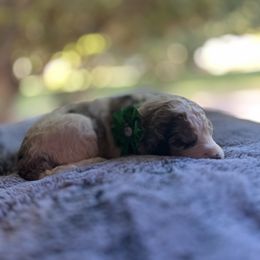 Aussiedoodle Puppies from Kiki’s Doodles