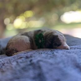 Aussiedoodle Puppies from Kiki’s Doodles