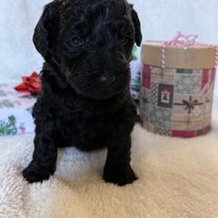 Double Doodle Puppies from Southern Sunshine Doodles