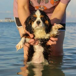 Cavalier King Charles Spaniel Puppies from Ohana Cavaliers