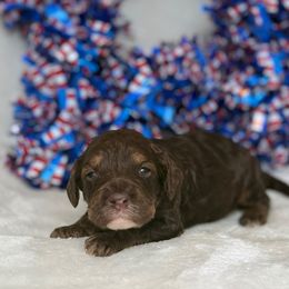 Australian Labradoodle Puppies from Walls Family Doodles