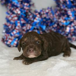 Australian Labradoodle Puppies from Walls Family Doodles