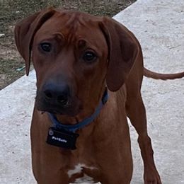 Rhodesian Ridgebacks from Angel Leblanc Angel Leblanc
