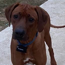 Rhodesian Ridgebacks from Angel Leblanc Angel Leblanc