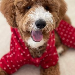 Goldendoodle and Poodle Puppies from CharleighRae Poodles and Doodles