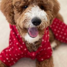Goldendoodle and Poodle Puppies from CharleighRae Poodles and Doodles