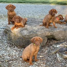 Vizslas from Regal Point Vizslas