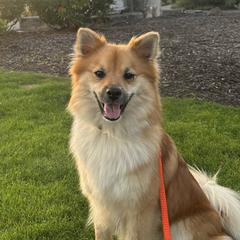 Icelandic Sheepdogs and Mudis from Velaris