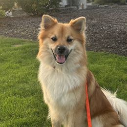 Icelandic Sheepdogs and Mudis from Velaris