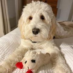 Winnie - Australian Labradoodle