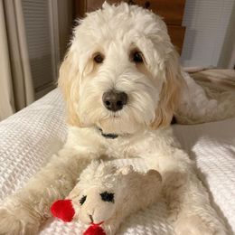 Winnie - Australian Labradoodle