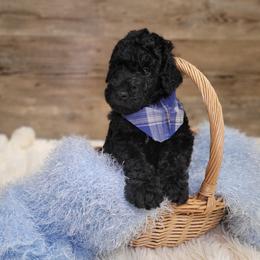 Rick - Black male Goldendoodle puppy in Woodburn, Indiana from DNLS Doodle Puppies