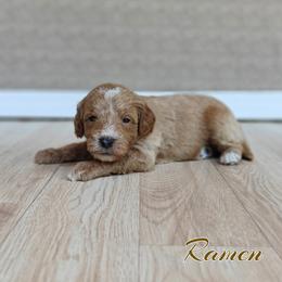 Ramen (Lt Green Collar) - Apricot male Goldendoodle puppy in Guthrie, Oklahoma from Edmond Doodles, LLC