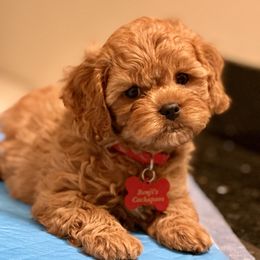 Cavapoo, Cockapoo, and Poodle Puppies from Benji’s Cockapoos