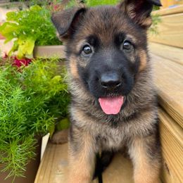 German Shepherd Puppies from Katzel Kennel