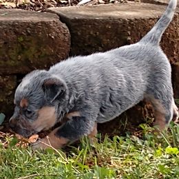 Australian Cattle Dog Puppies from Cindy McKinney's Australian Cattle Dogs