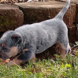 Australian Cattle Dog Puppies from Cindy McKinney's Australian Cattle Dogs