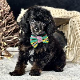 Green boy. - Phantom male Poodle puppy in Waukesha, Wisconsin from Midwest Cavapoos